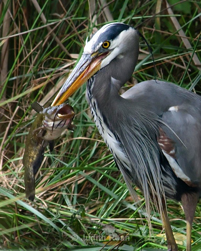 Great-blue Heron with fish - Birds