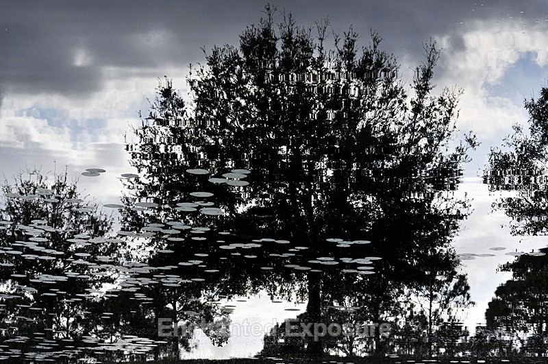 Swimming with the Trees - Waterscapes