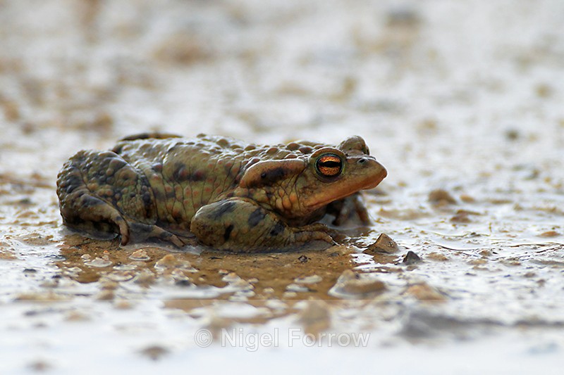 Common Toad, Otmoor - REPTILES & AMPHIBIANS