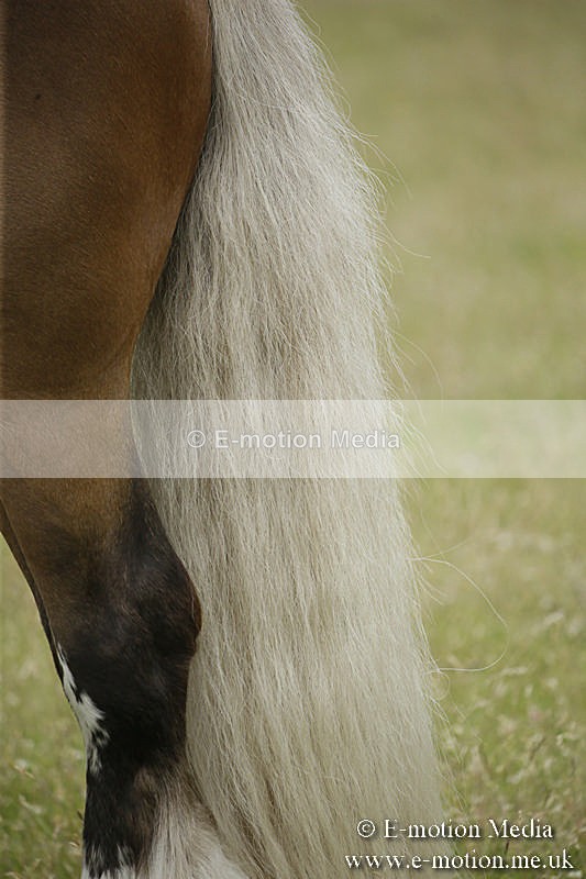 B230619-0766 - Bourne Valley Riding Club Summer Show 23/06/19