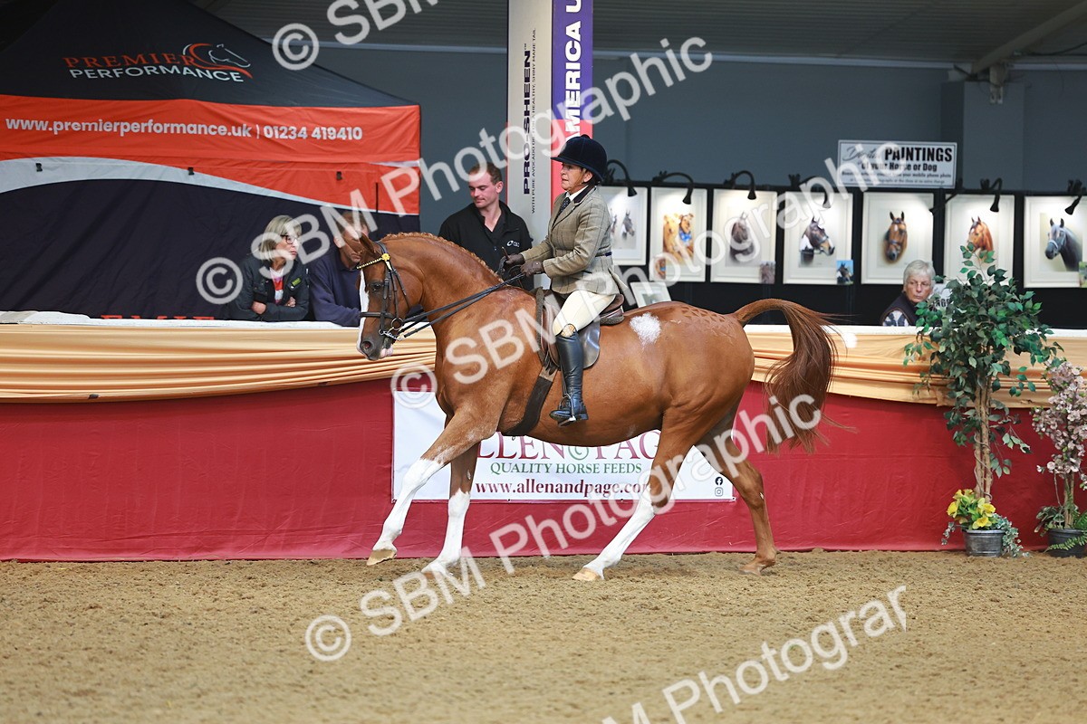 SBM_10588 - Class 103 - HOYS Veteran Qualifier - Ridden Pre Vet