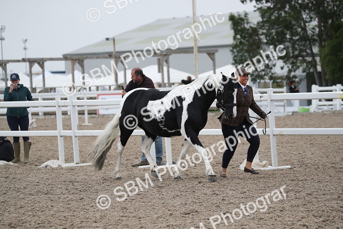 SBM_18325 - Class 318 IH Part bred Horse/Pony