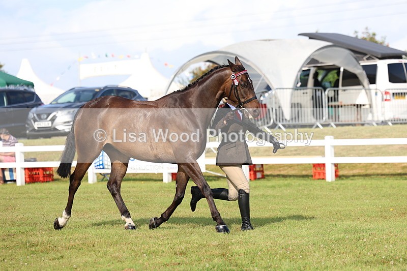 3E7A8375 - Class 2: Rising Star Large Hack/Riding Horse