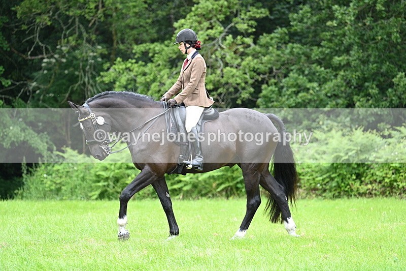 WJ7_3846 - Class 14A Handsome Gelding