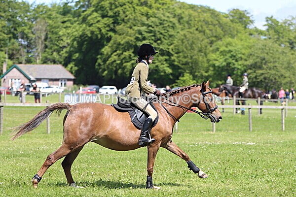 IMG_3641 - Working Hunter
