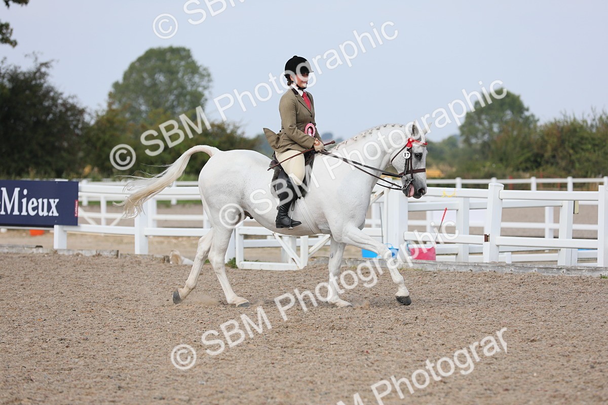 SBM_13556 - Class 308 Ridden Coloured Horse