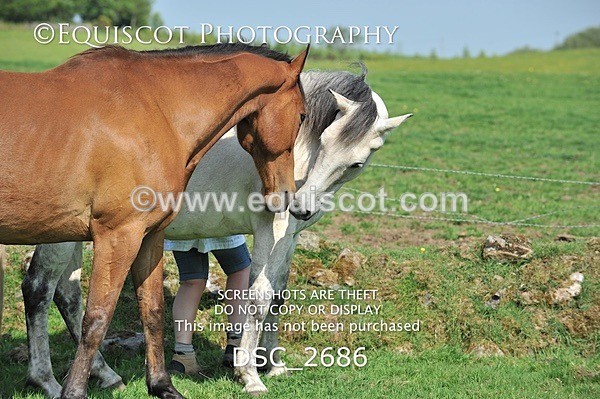 DSC_2686 - ARCHIVE REQUEST - Quincy and Guinness