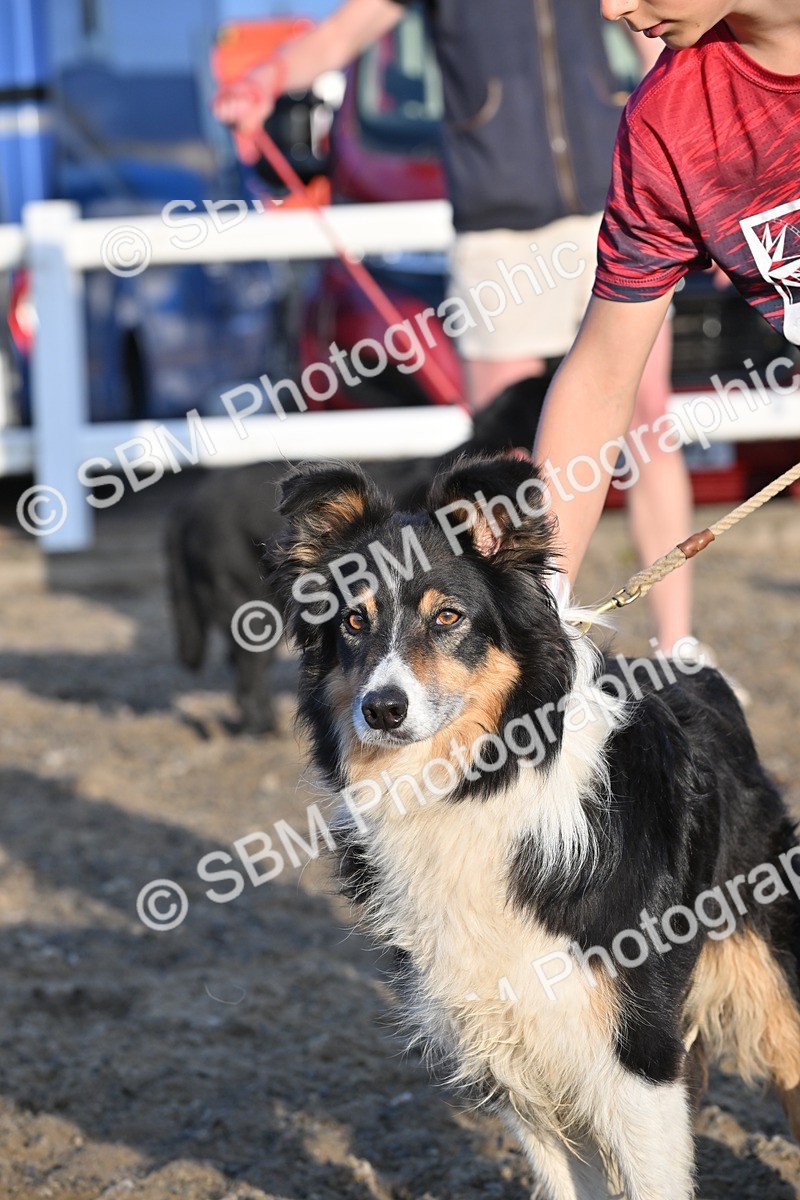 SBM_09483 - Lorry Dogs