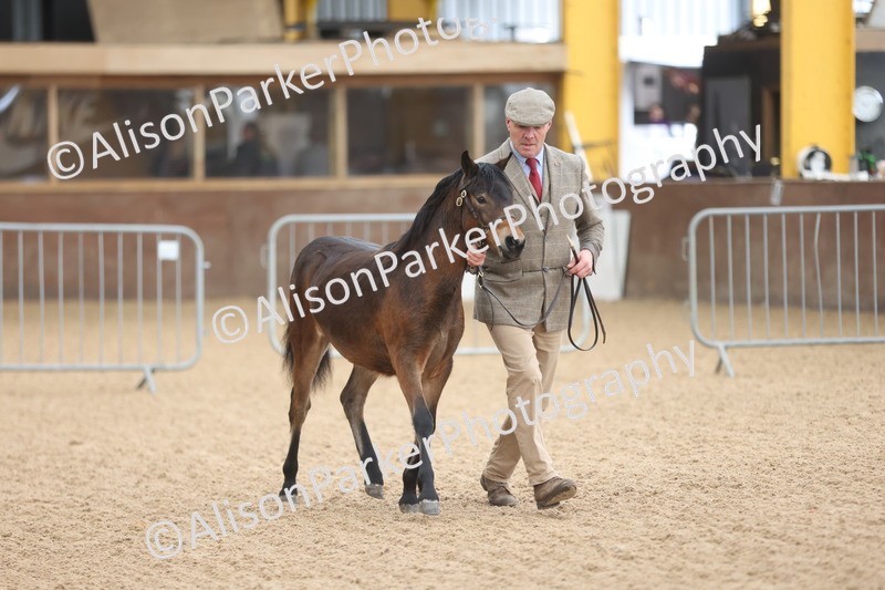 20251109-0481 - Class 17 - Foals