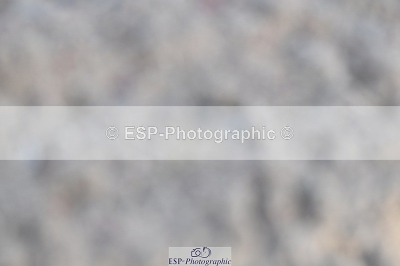 250125-101849-00159 - Dressage - CT Class 4 BE95 (80cm)