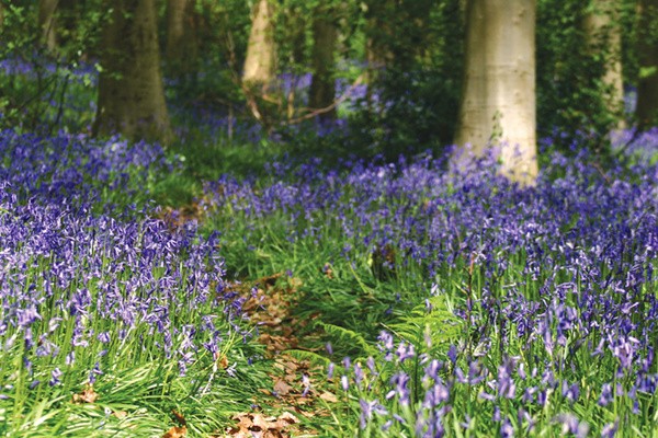 Bluebell wood  _S057 - Woodland scenes & flowers