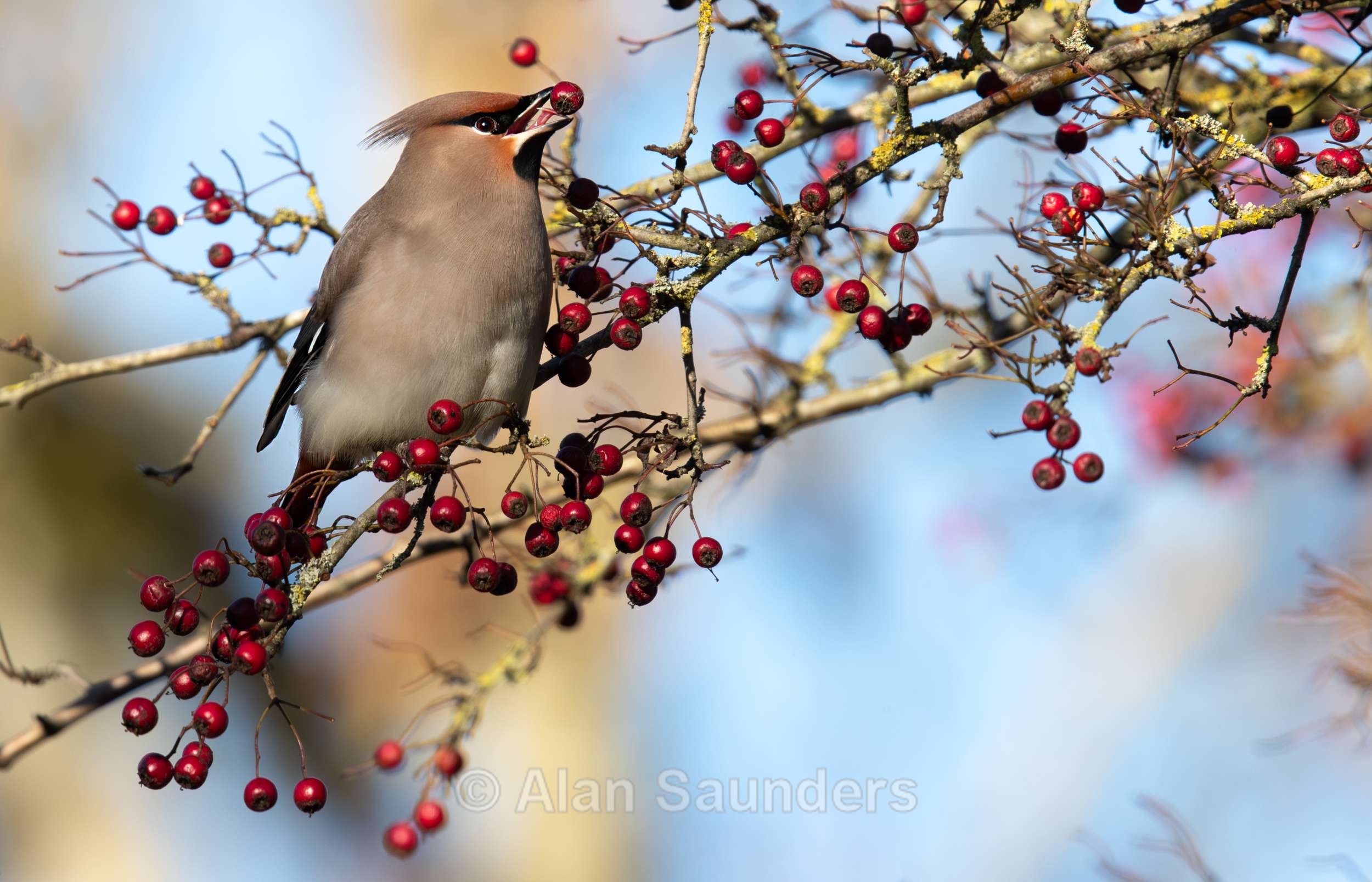 Waxwing 2