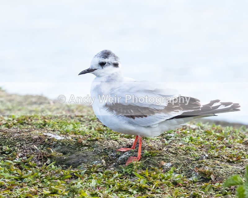 20160426-8E0A4401 - Gulls