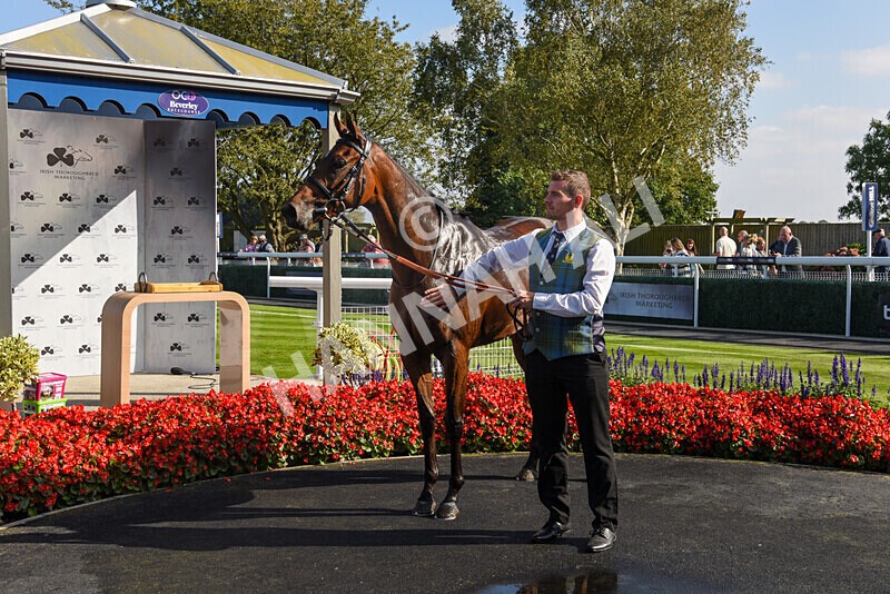 310824-Race 5-Bassadanza-2819 - Race 5