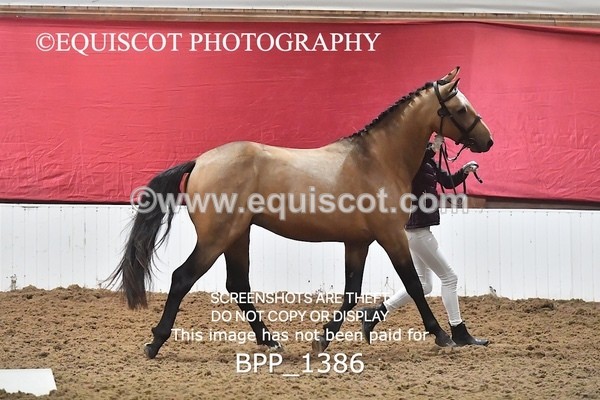 BPP_1386 - MORNING 9AM - 12PM