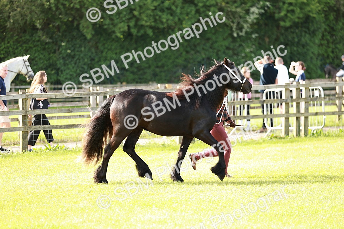 SBM_00690 - Class 14-23 - Mountain & Moorland In Hand Non Welsh