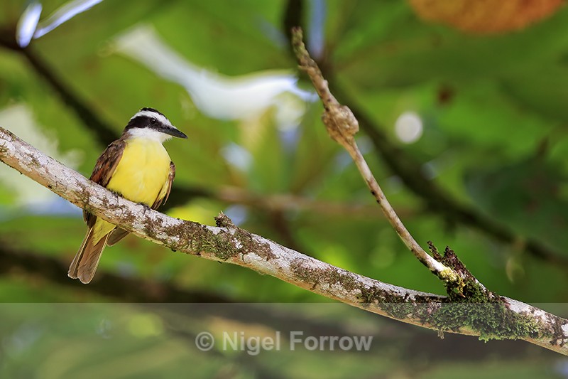 Great Kiskadee, Tortuguero, Costa Rica - Great Kiskadee