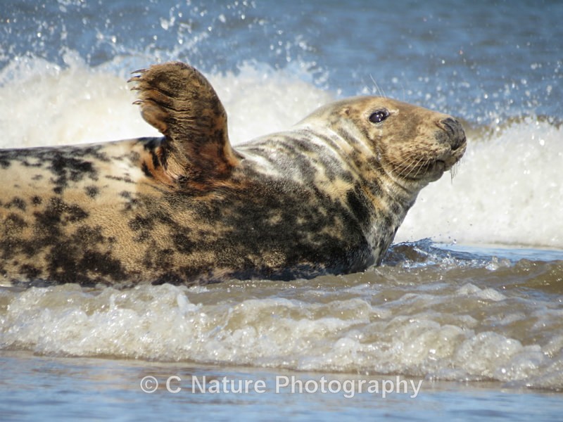 Grey Seal Waving - Animals