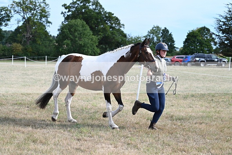 WJ7_8181 - In-hand Championship
