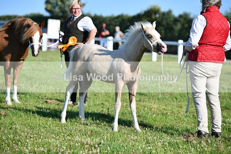 DSC_5316 - Classes 47 & 48: NPS M&M Brood Mare and Foal