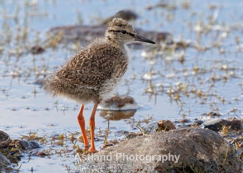 Redshank chick - Latest Images