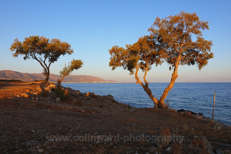 Pair of Pines, Sissi, Crete.   Ref 2242 - Europe