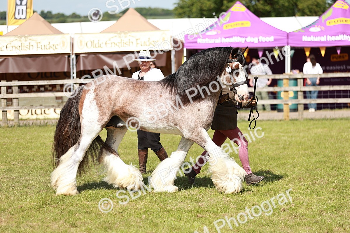 SBM_08877 - Class 63-65 - Traditional Gypsy Cobs In Hand & Ridden
