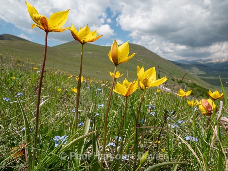 Wild Tulips (Tulipa australis  also T. sylvestris ssp australis) growing above  the Piano Grande - Flowers in the Landscape - 2