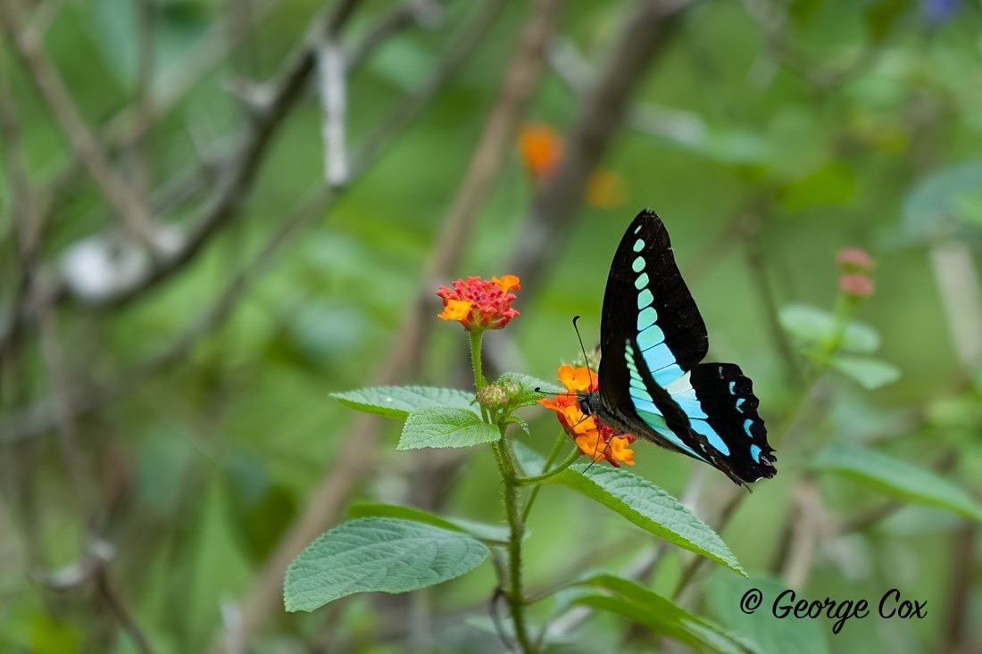 Bluebottle - Sri Lanka