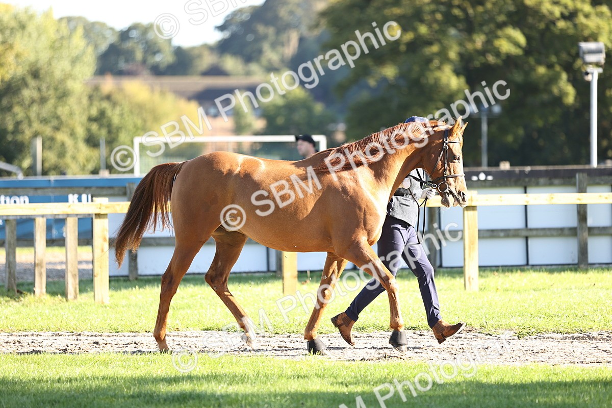 SBM_15707 - S1 - TSR in Hand Horse & Pony Showing
