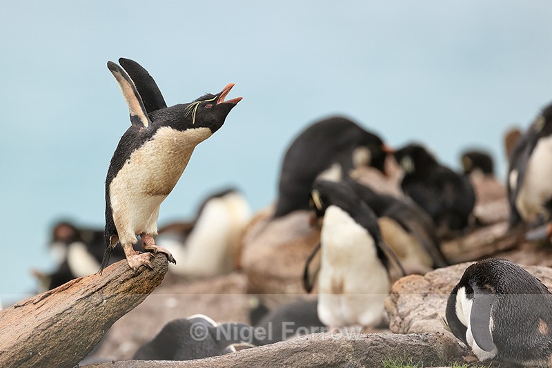 Rockhopper Penguin stretching, Saunders Island, Falklands - Rockhopper Penguin