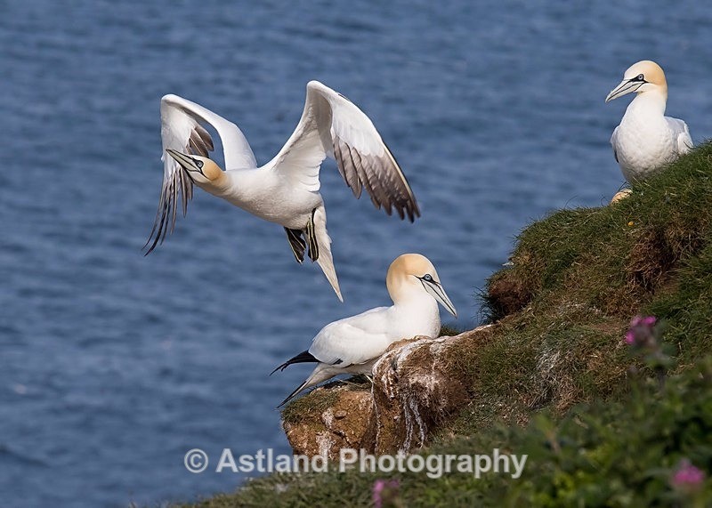 Astland Photography, Bird and Wildlife Images, Susan and Peter Wilson, U.K.