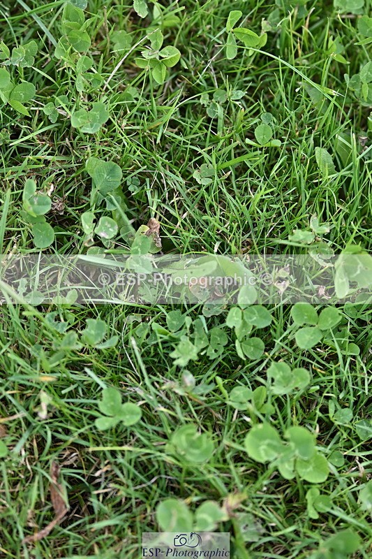 241005A-123753-03747 - SAT Cls 18 1.05m Amateur Quali