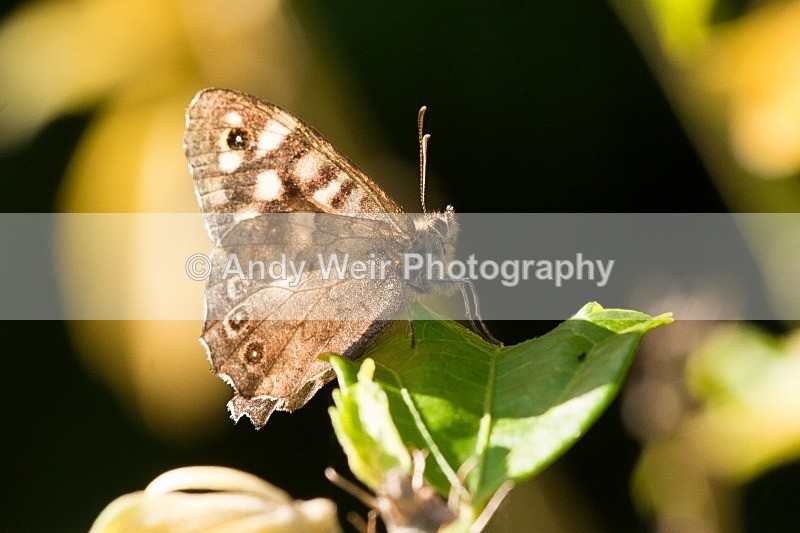 20090920-2009 09 26 018 - Butterflies & Moths