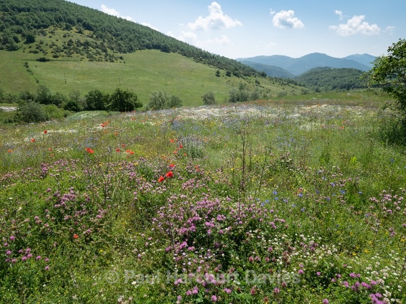 Weeds of cultivation Apennines Italy. scarlet field poppies (Papaver rhoeas), blue cornflowers (Centaurea cyanus) white ox-eye daisies( Leucanthemum vulgare, white field chamomile (Anthemis arvensis)  - Flowers in the Landscape - 2