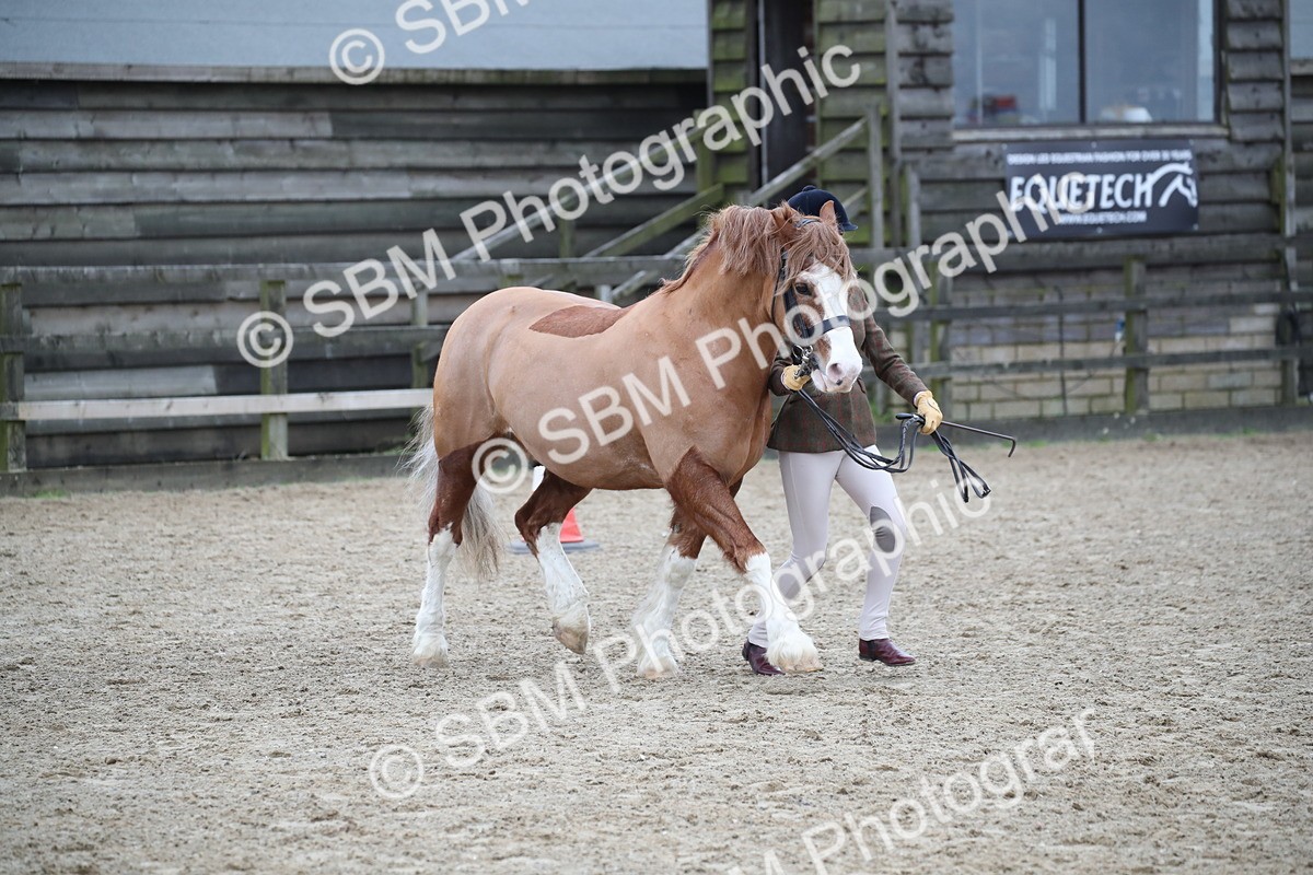 SBM_006188 - Class 10-13 - RIHS Small Large Breeds