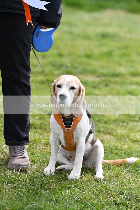 WJ5_0224 - Class 5 Best Veteran / 7 years & over