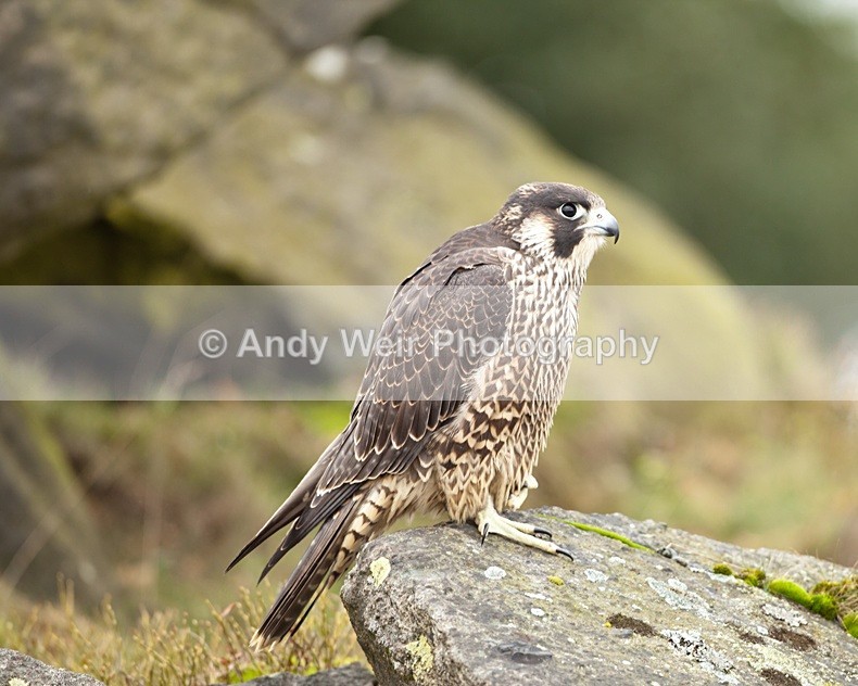  - Peregrine Falcon