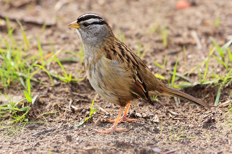 White-crowned Sparrow (adult), San Francisco, USA - White-crowned Sparrow