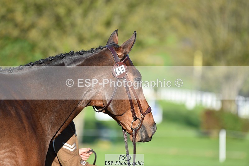 231022-094650-22026 - 450-NORDIC.FIRE-Lara.Hails-TrotUp+SJ