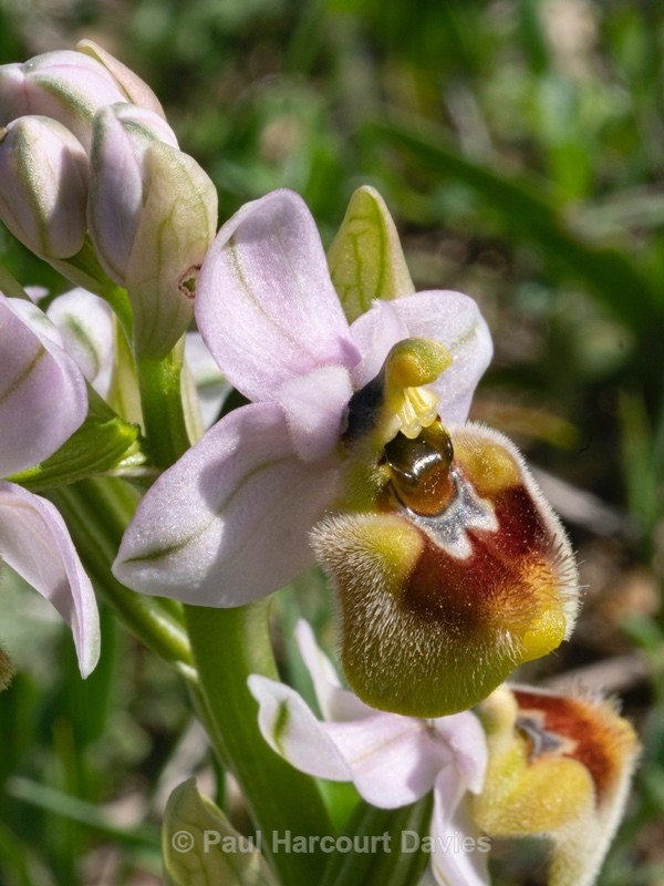 Sawfly Ophrys (Ophrys tenthredinifera). Illustrated is what is sometimes called ssp neglecta. - Gargano - Wild Orchids