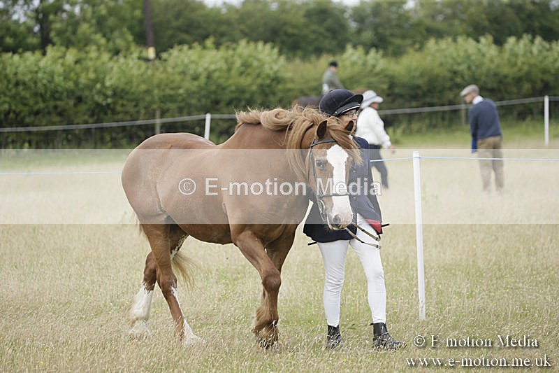 B230619-0481 - Bourne Valley Riding Club Summer Show 23/06/19