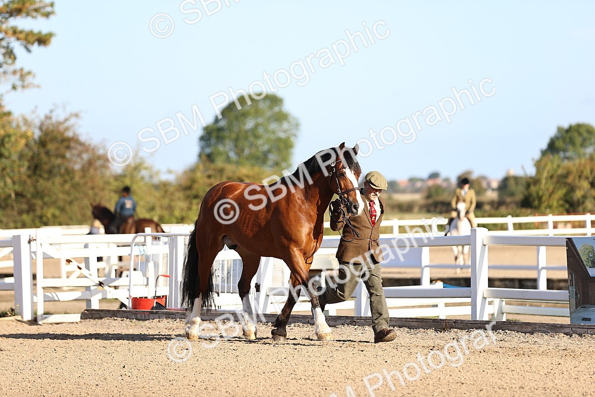 SBM_08324 - Class 401 - IH Veteran Horse