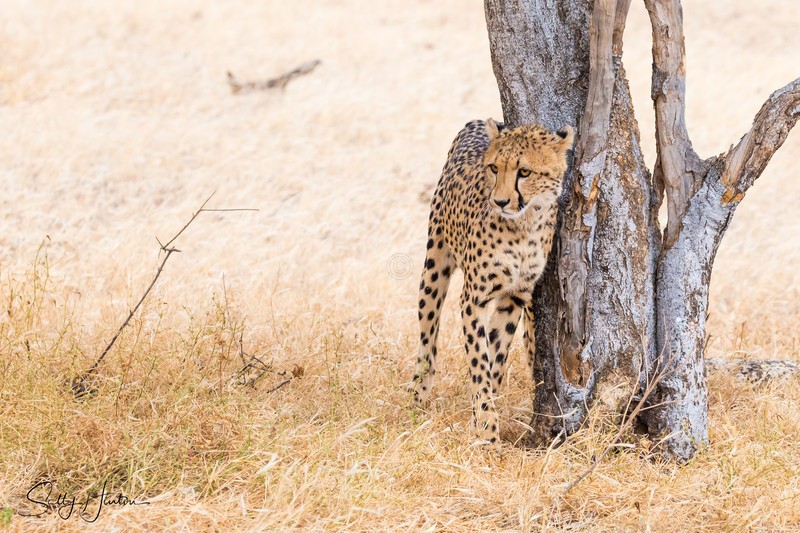 Cheetah Tree 4