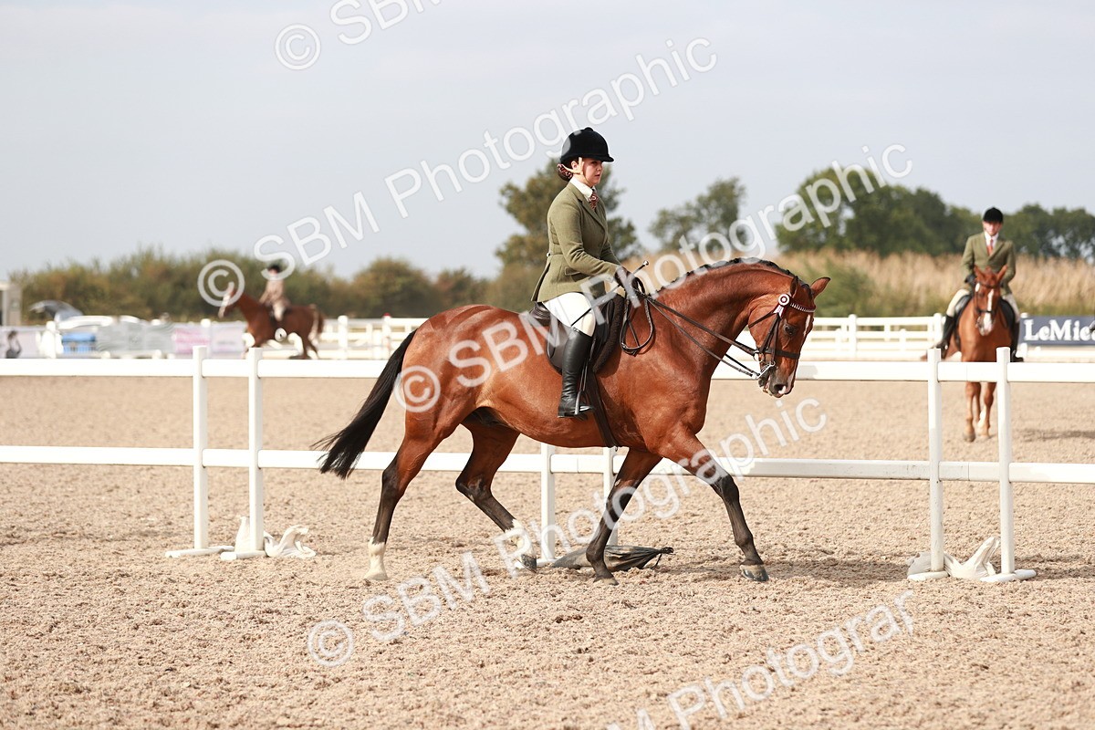 SBM_17467 - Class 215 Ridden Hack/ Riding Horse