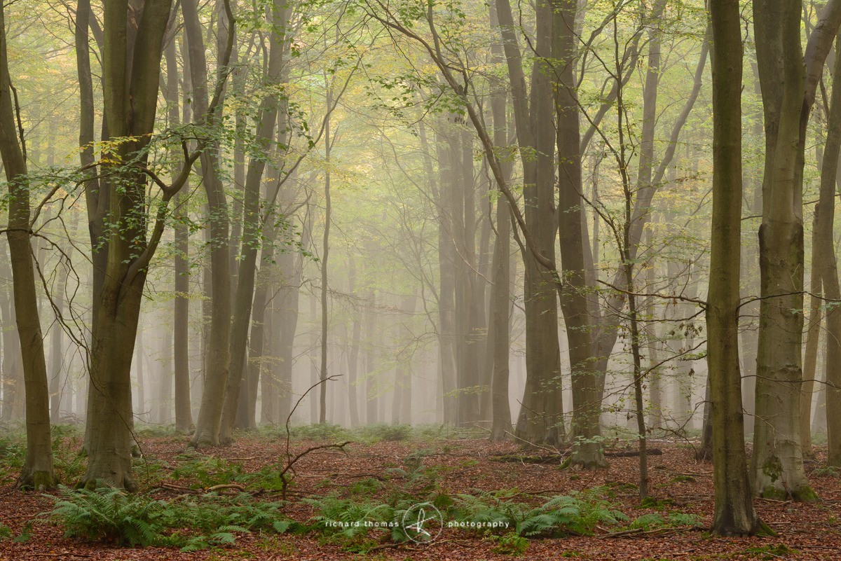 Bracken patch - Woodland