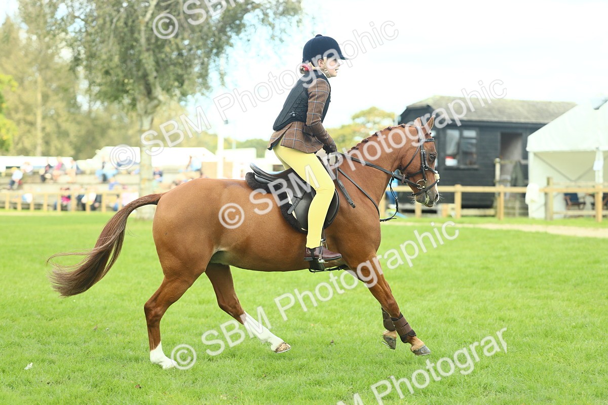 SBM_44650 - S31 - Working Hunter Pony