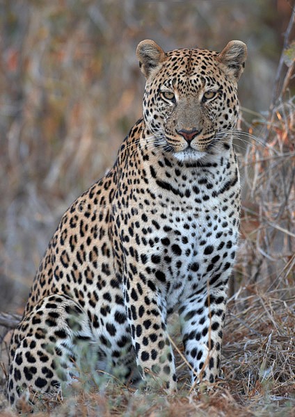 Male  leopard - Botswana