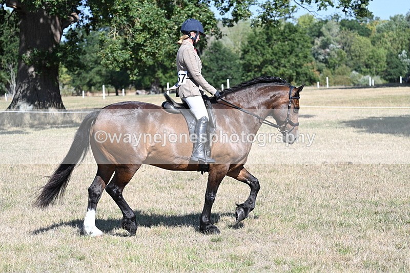 WJ7_3945 - Class 9 Mountain & Moorland Ridden