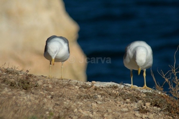 Yes Your Highness - Seagulls